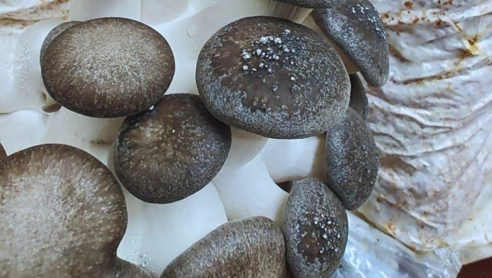 WhatsApp Image 2026-01-16 at 10.53.30