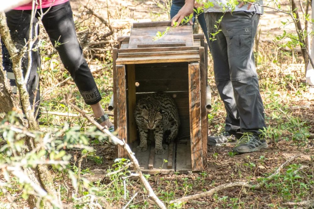 cafaju-ocelote-liberacion-48jpg