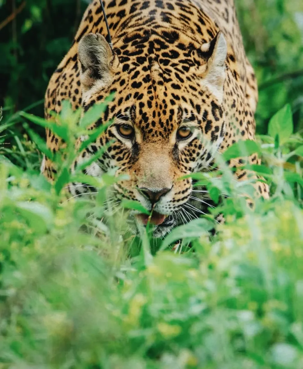 ejemplar-yaguarete-panthera-onca-su-habitat-natural-credito-la-foto-fundacion-rewillding